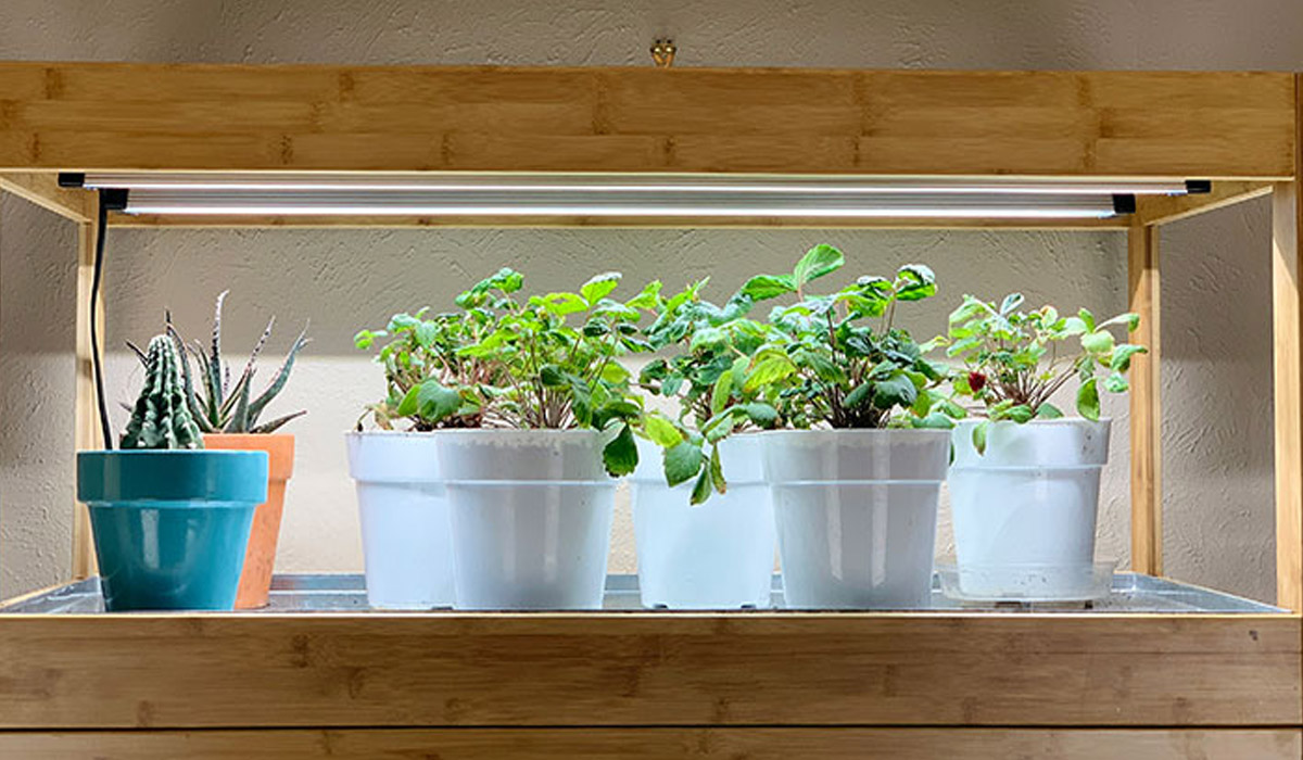 How LED grow light helps in indoor growing